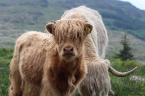 Highland cow and calf at Inversnaid